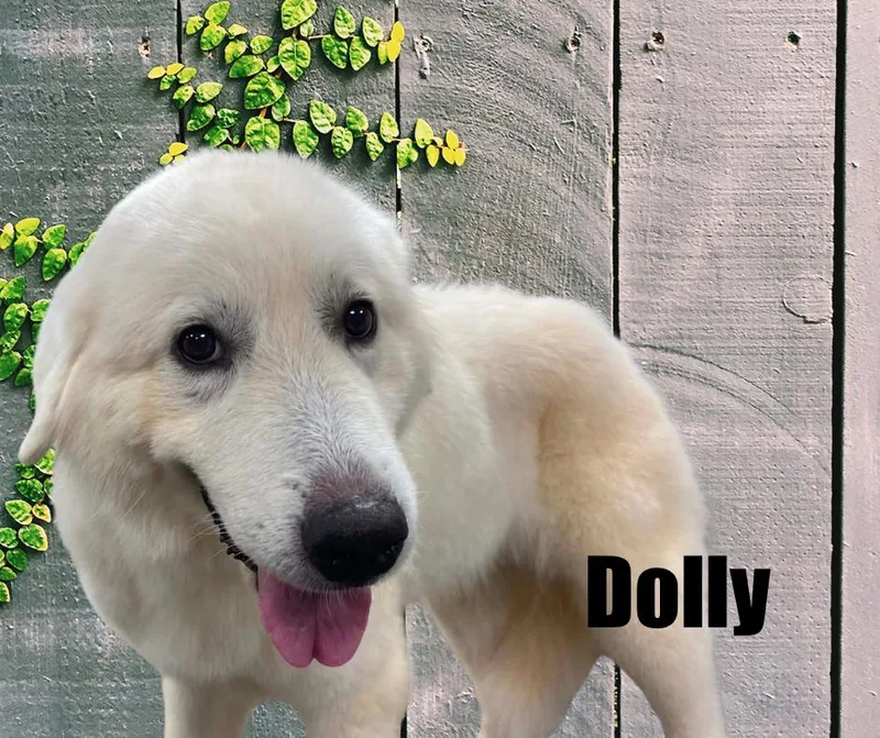 An adult large-sized female Great Pyrenees dog named Dolly for adoption in Marshville, NC