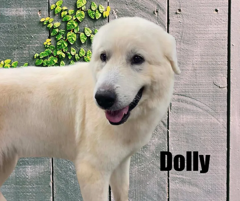 Dolly thumbnail 2
