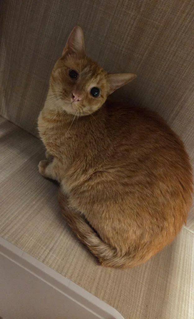 An adult large-sized male Domestic Short Hair cat named Buddy for adoption in Bossier City, LA