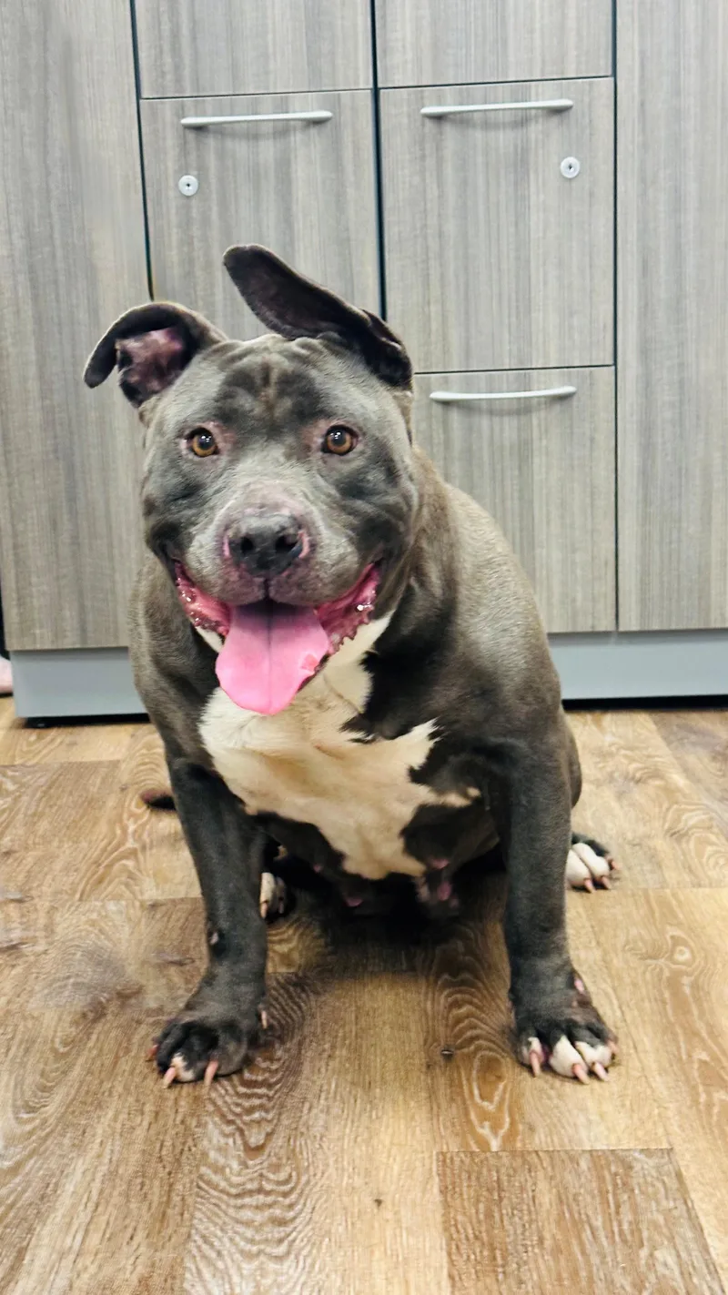 An adult large-sized female Gray / Blue / Silver Pit Bull Terrier dog named Bertha for adoption in Syosset, NY