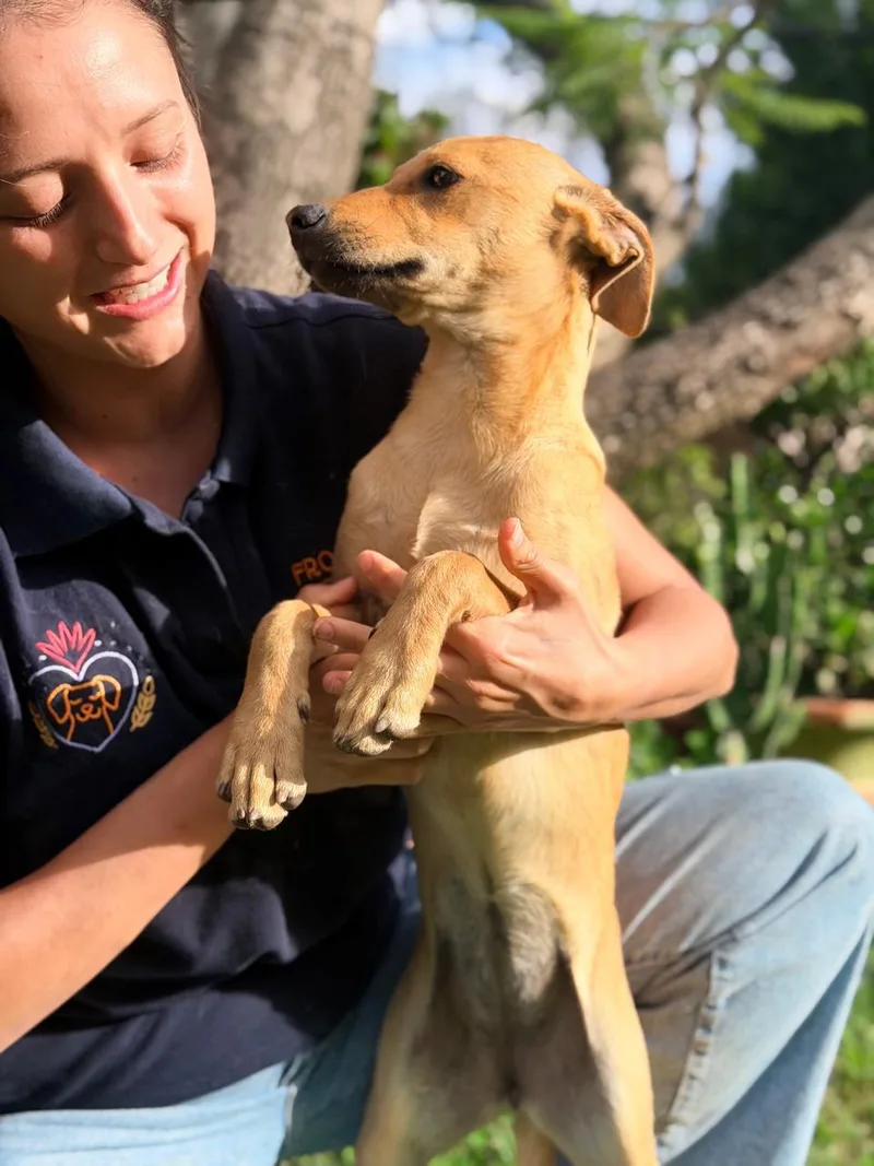 A young small-sized female Yellow / Tan / Blond / Fawn Yellow Labrador Retriever dog named Kai for adoption in Manvel, TX