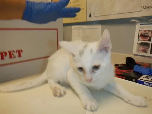 A baby small-sized female Domestic Short Hair cat named Osprey for adoption in San Jose, CA