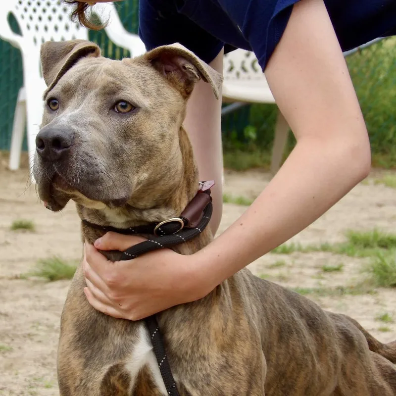 An adult medium-sized female Yellow / Tan / Blond / Fawn Pit Bull Terrier dog named Waffles for adoption in Newark, NJ