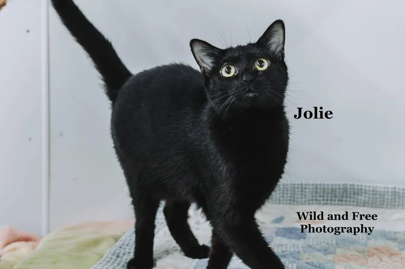 A young medium-sized female Black Domestic Short Hair cat named Jolie for adoption in Morehead, KY