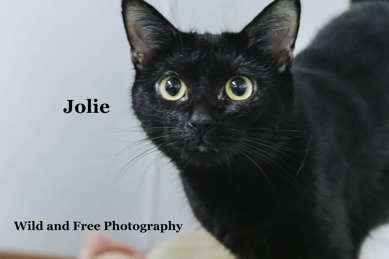 Jolie thumbnail 2