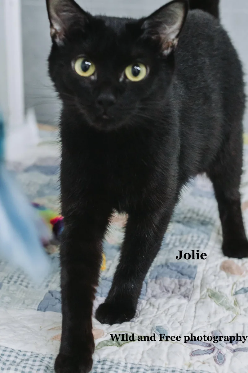 Jolie thumbnail 3