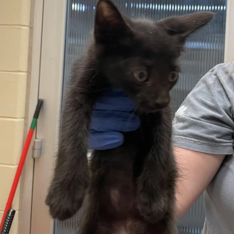 A baby small-sized male Black Domestic Short Hair cat named Colt for adoption in Columbus, GA