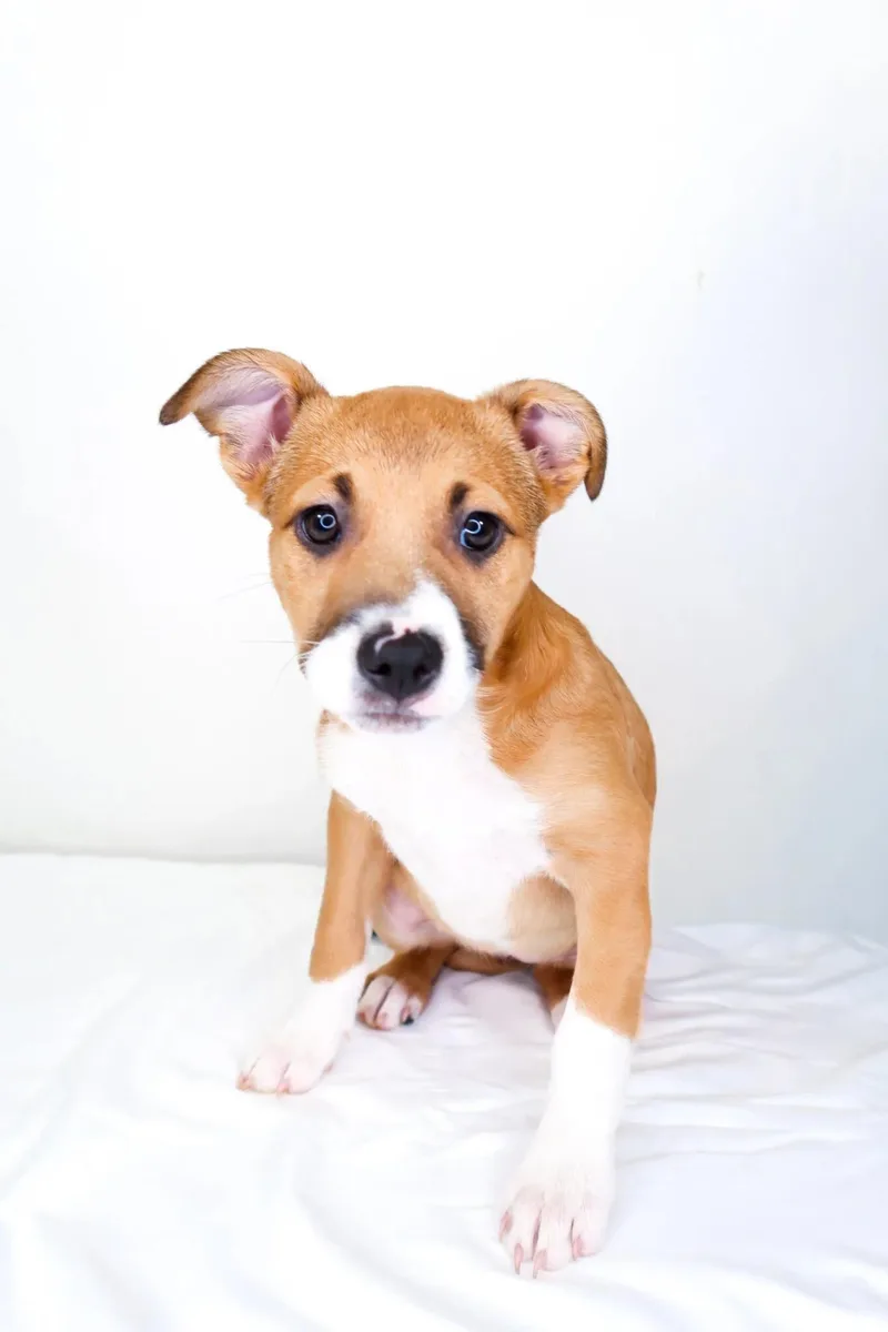 A baby medium-sized female Golden Pit Bull Terrier dog named Fendi for adoption in Bixby, OK