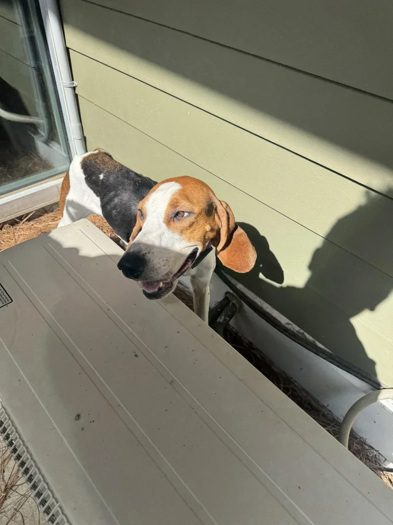 Pippa