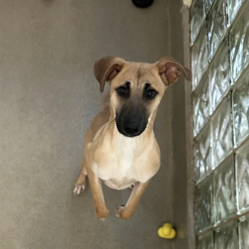 A young medium-sized male Yellow / Tan / Blond / Fawn Hound dog named Jack for adoption in Lynchburg, VA