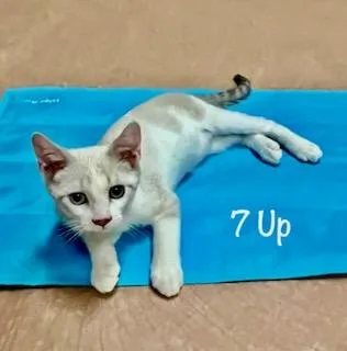Seven Up thumbnail 2