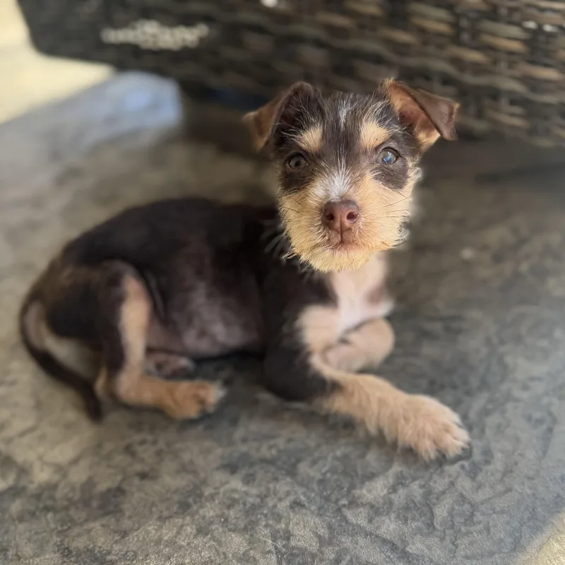 A baby small-sized male Tricolor (Brown, Black, & White) Terrier dog named Benito for adoption in Saratoga Springs, NY
