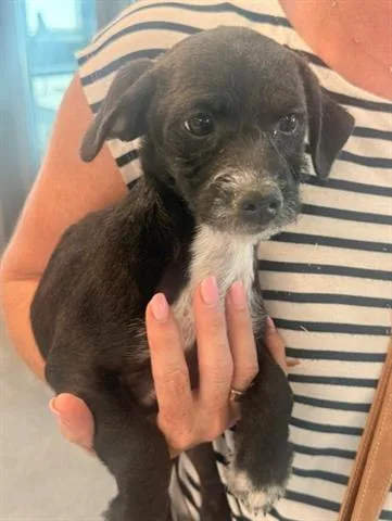 A baby small-sized female Terrier dog named Samira for adoption in San Martin, CA