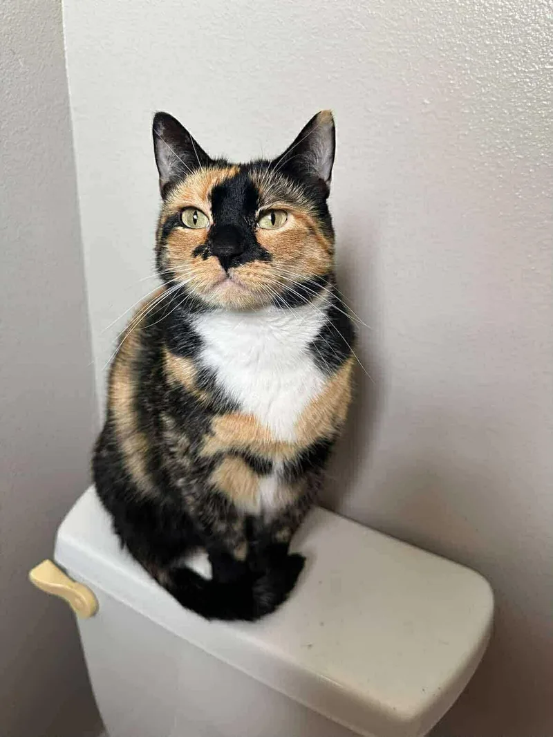 An adult large-sized female Tortoiseshell Domestic Short Hair cat named Autumn for adoption in Mount Pleasant, TX