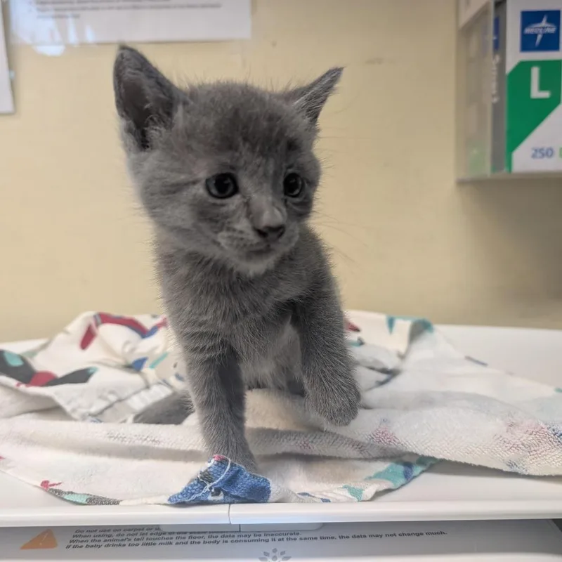 A baby small-sized male Gray / Blue / Silver Domestic Short Hair cat named Tree for adoption in Pasadena, CA