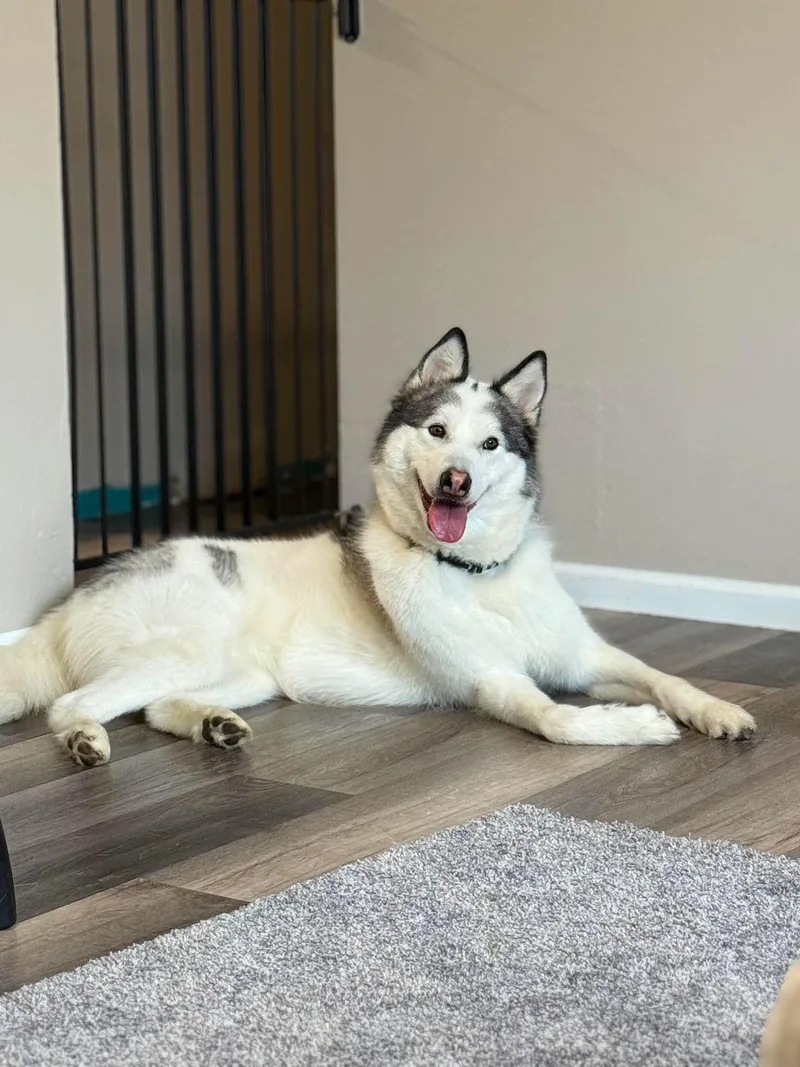 Koda