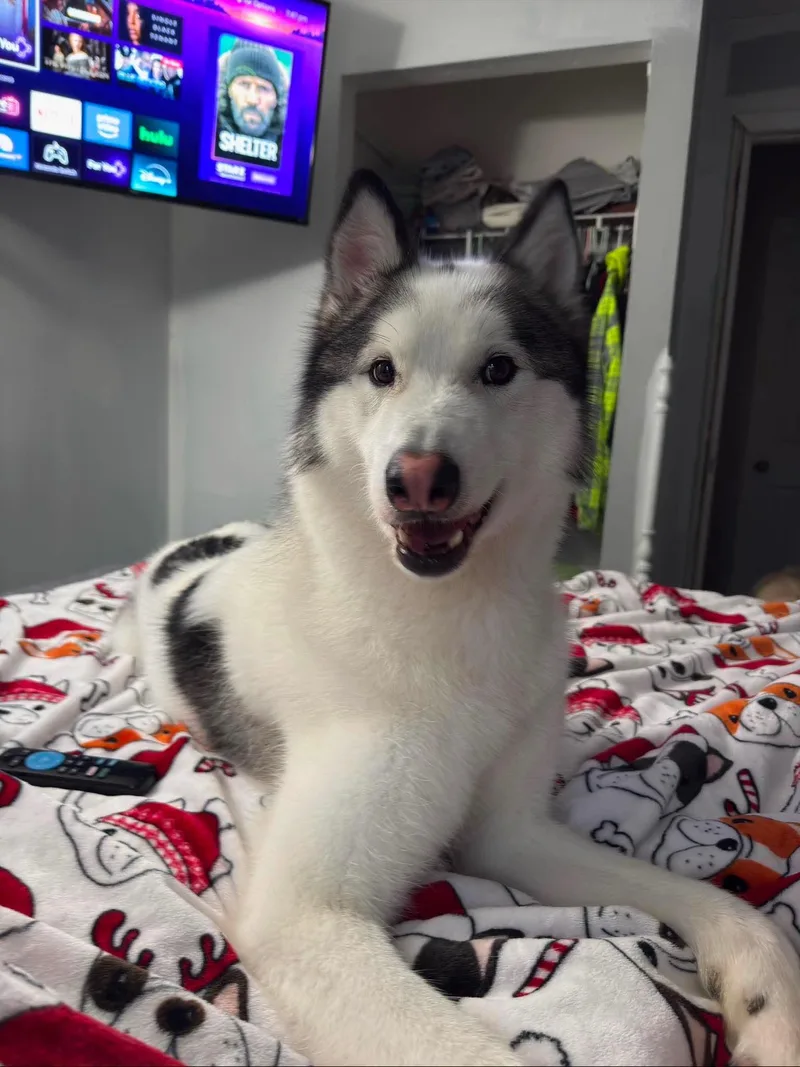 Koda thumbnail 3