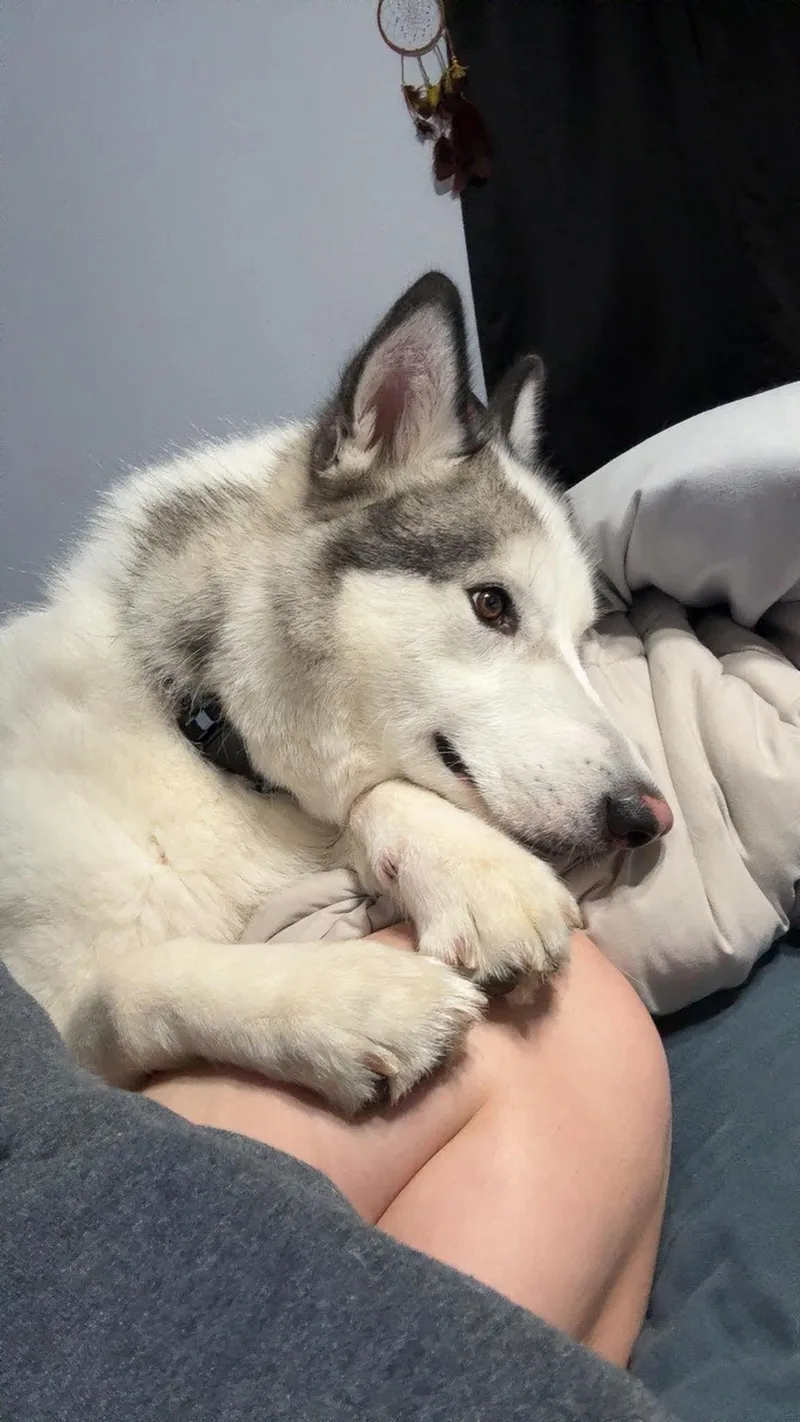 Koda thumbnail 5
