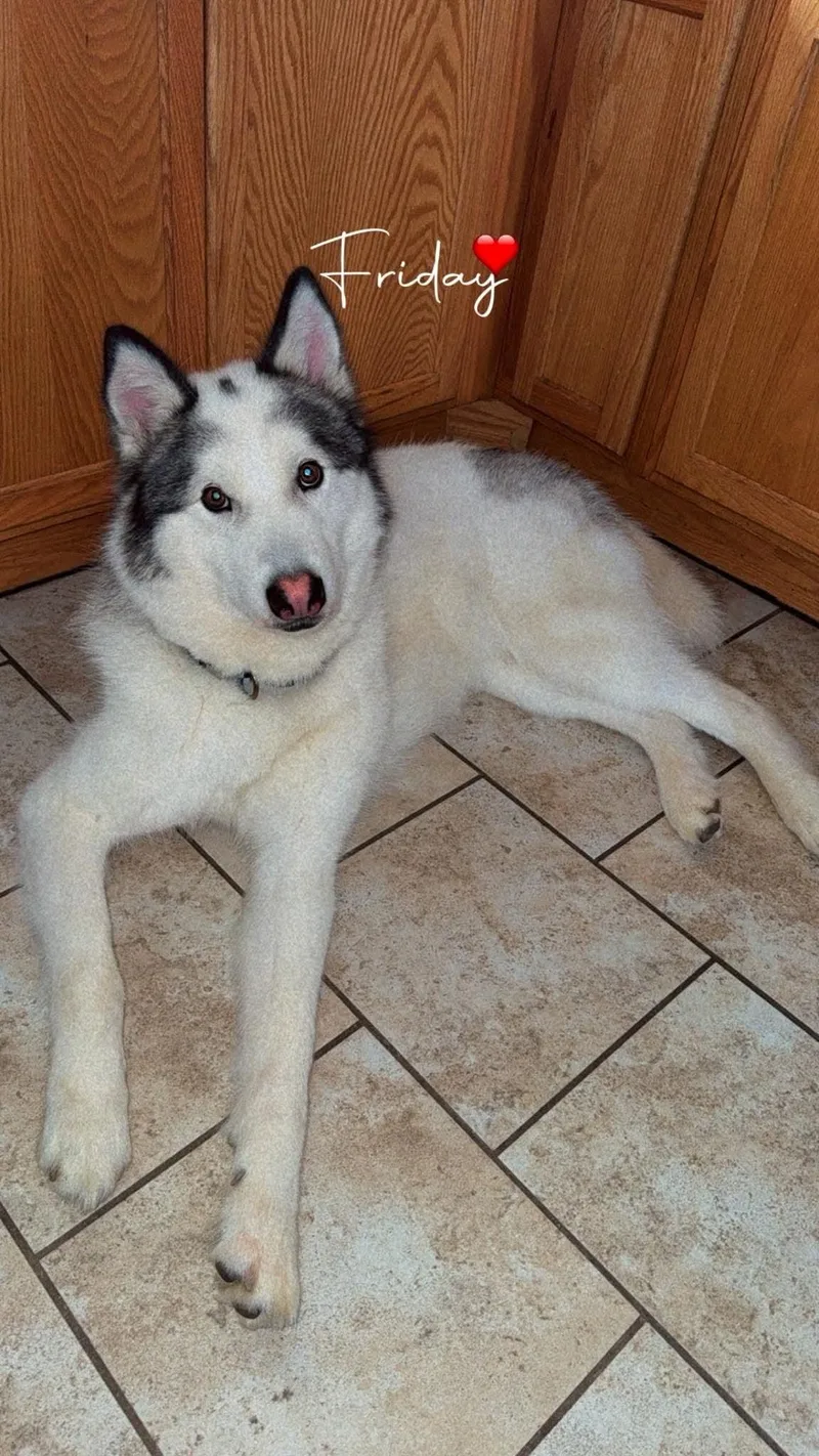 Koda thumbnail 6