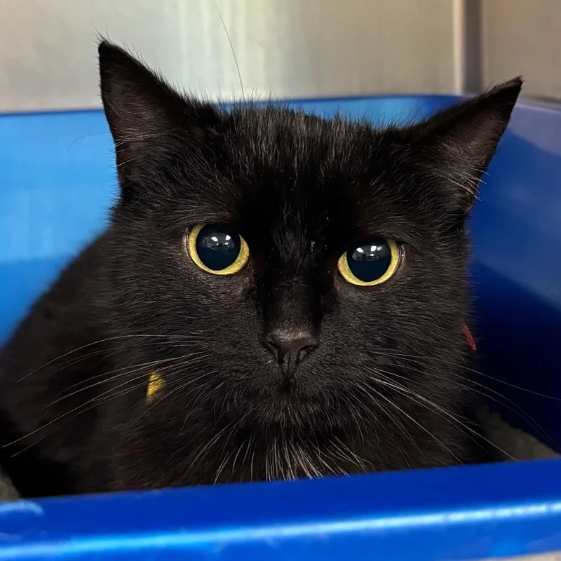 A young medium-sized female Black Domestic Short Hair cat named Bobinsky for adoption in Springfield, MA