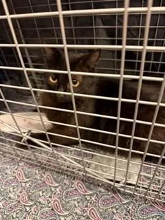 An adult small-sized female Domestic Medium Hair cat named Johanna for adoption in Irving, TX