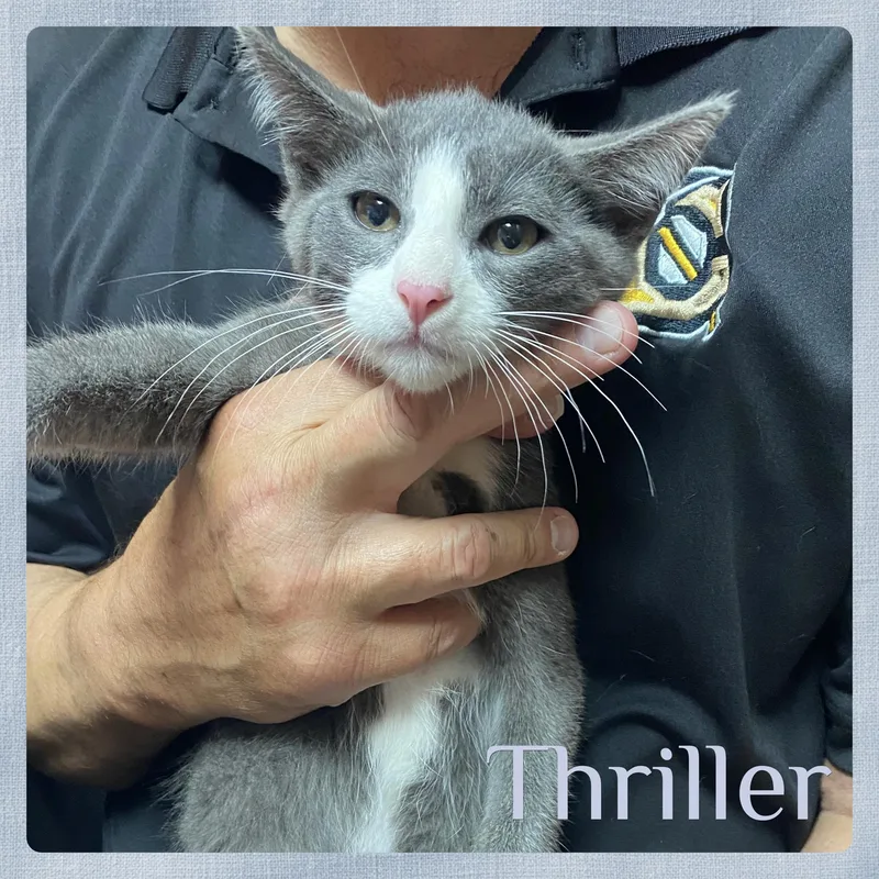Thriller