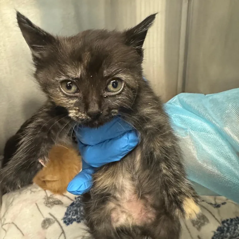 A baby small-sized female Tortoiseshell Domestic Short Hair cat named Nana for adoption in Los Angeles, CA