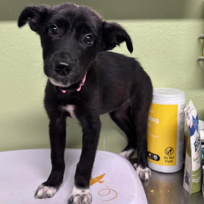 A baby medium-sized female Black Border Collie dog named Plum for adoption in Floresville, TX