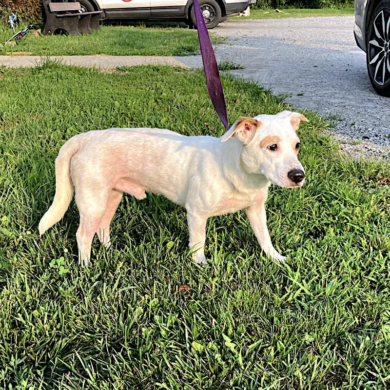 A young medium-sized male White / Cream Jack Russell Terrier dog named Butch for adoption in Sulphur, KY