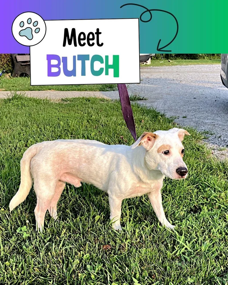 Butch thumbnail 3