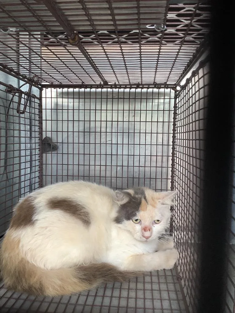 A young small-sized female Domestic Short Hair cat named Fuller for adoption in New Braunfels, TX