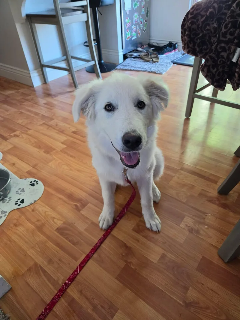 A young medium-sized female Great Pyrenees dog named WIllow Mae for adoption in Midway, UT
