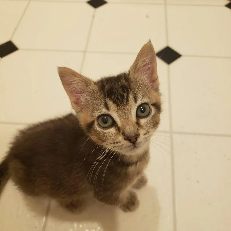 A baby small-sized male Buff / Tan / Fawn Domestic Short Hair cat named Stoney for adoption in Madisonville, TN