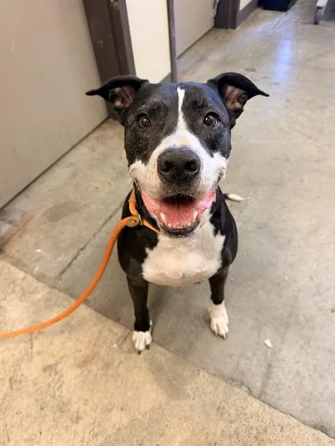 An adult medium-sized male Pit Bull Terrier dog named Tip for adoption in Ontario, CA