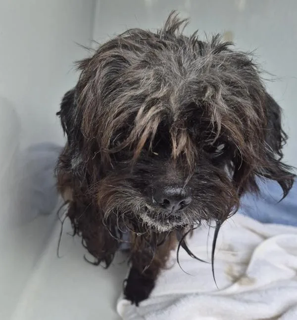 A senior small-sized unknown Terrier dog named Pen [ for adoption in Lawrenceville, GA