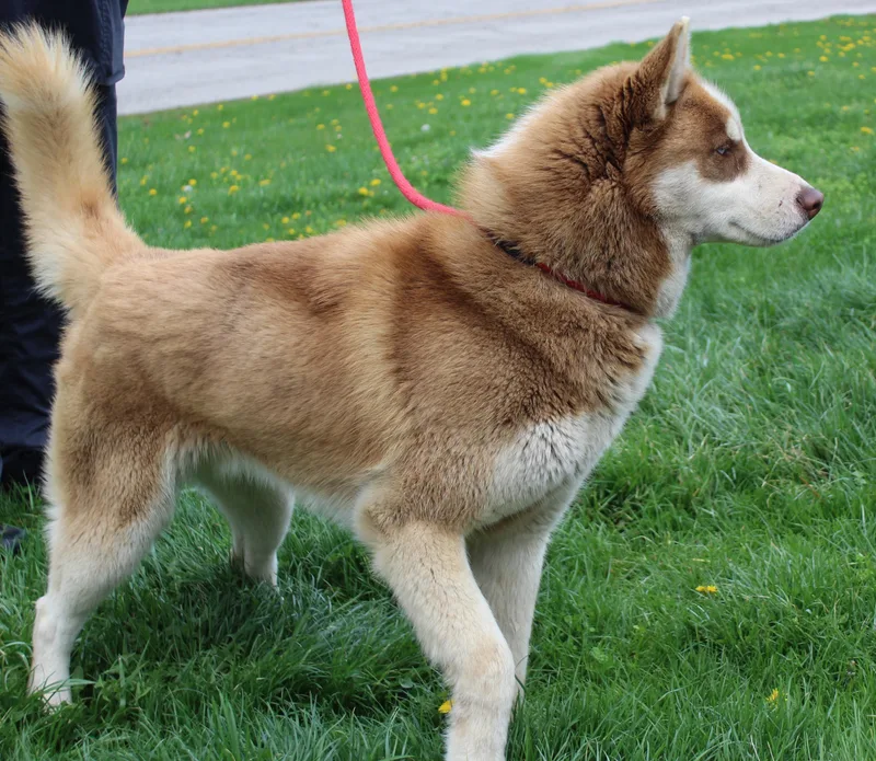 An adult medium-sized male White / Cream Husky dog named Leo for adoption in Heath, OH