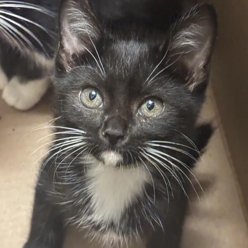 A baby small-sized female Black Domestic Short Hair cat named Ghosty for adoption in Jacksonville, FL