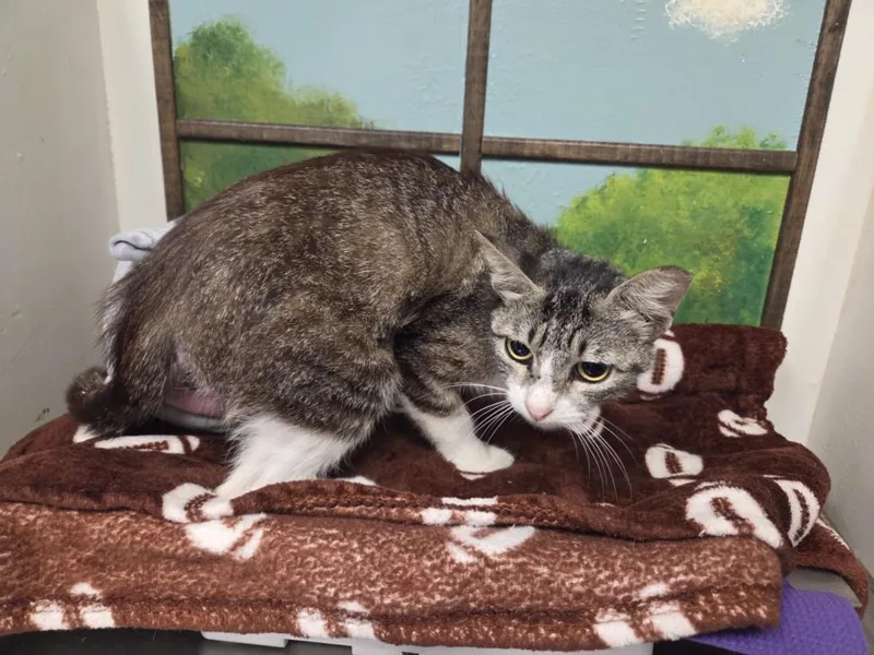 A young medium-sized female Domestic Short Hair cat named Fiona for adoption in Houston, TX