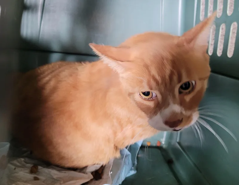 An adult large-sized male Domestic Short Hair cat named Simba for adoption in Los Angeles, CA