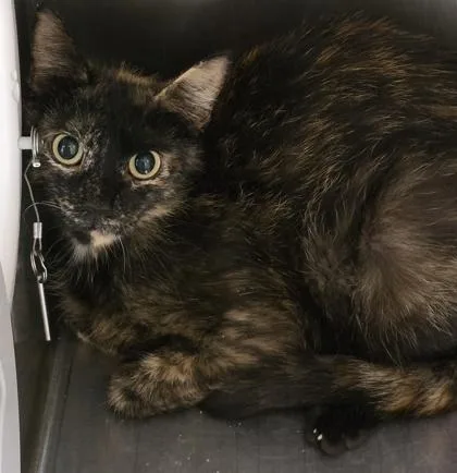 A young medium-sized female Tortoiseshell Domestic Short Hair cat named Tug for adoption in Dubuque, IA