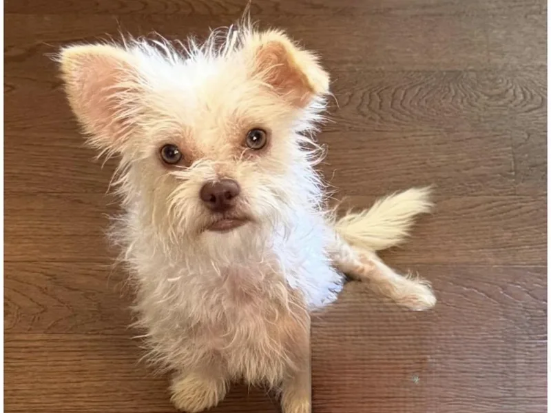 Falcor