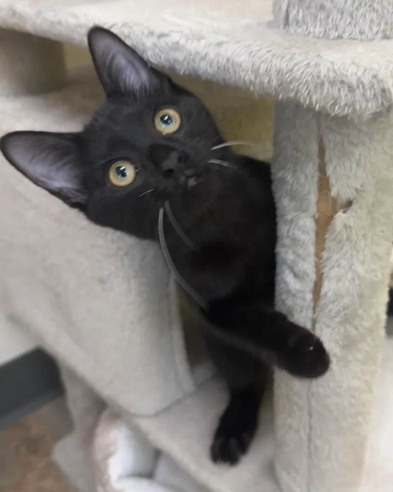 A baby small-sized female Black Bombay cat named Lovegood for adoption in Houston, TX