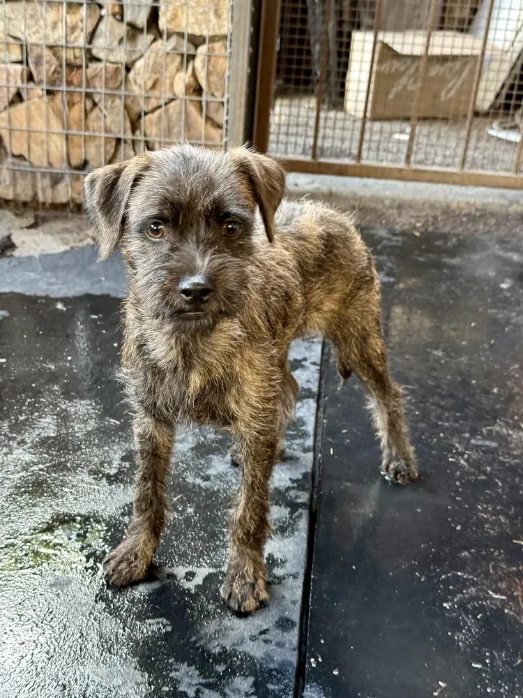 A baby small-sized male Brindle Terrier dog named Ivan for adoption in TUCSON, AZ