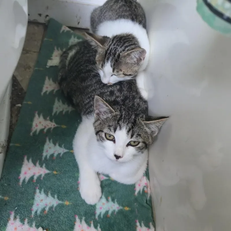 A young medium-sized male Domestic Short Hair cat named Speedway for adoption in Harrisonburg, VA