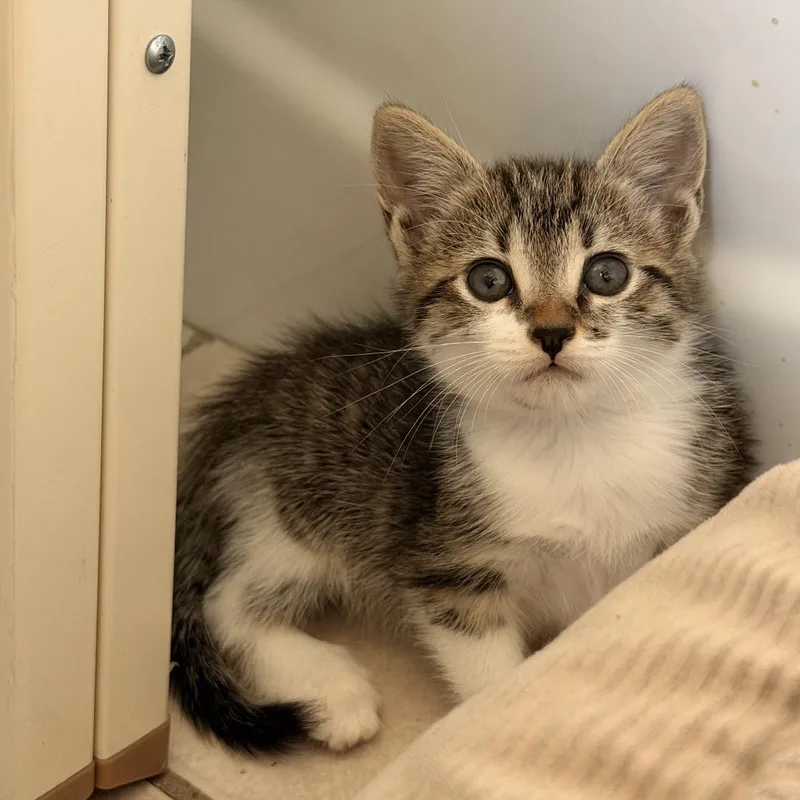 A baby small-sized female Brown / Chocolate Domestic Short Hair cat named Circe for adoption in Long Beach, CA