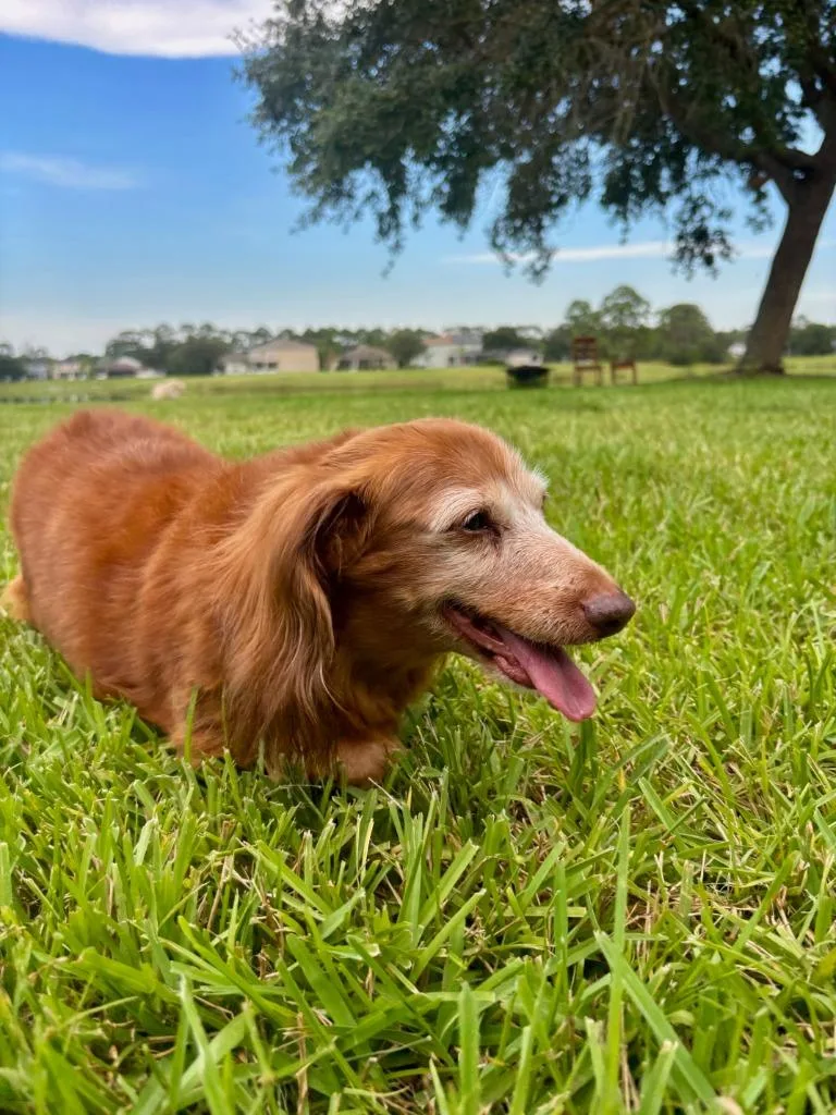 A senior small-sized female Dachshund dog named Missy for adoption in Sebastian, FL
