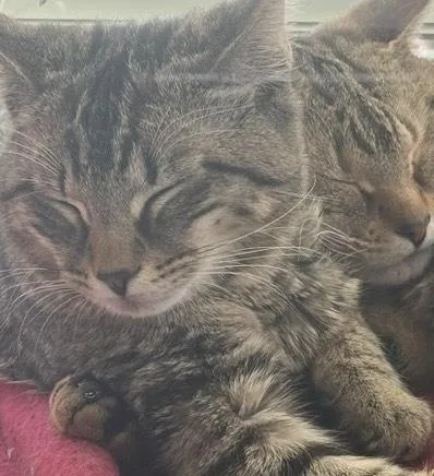 A baby small-sized male Tabby (Brown / Chocolate) Domestic Short Hair cat named Stone Cold Steve Austin for adoption in Hudson, NH