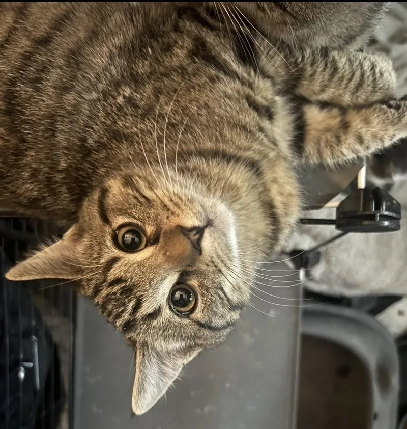 Stone Cold Steve Austin thumbnail 2