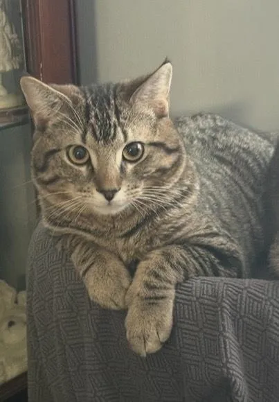 Stone Cold Steve Austin thumbnail 3