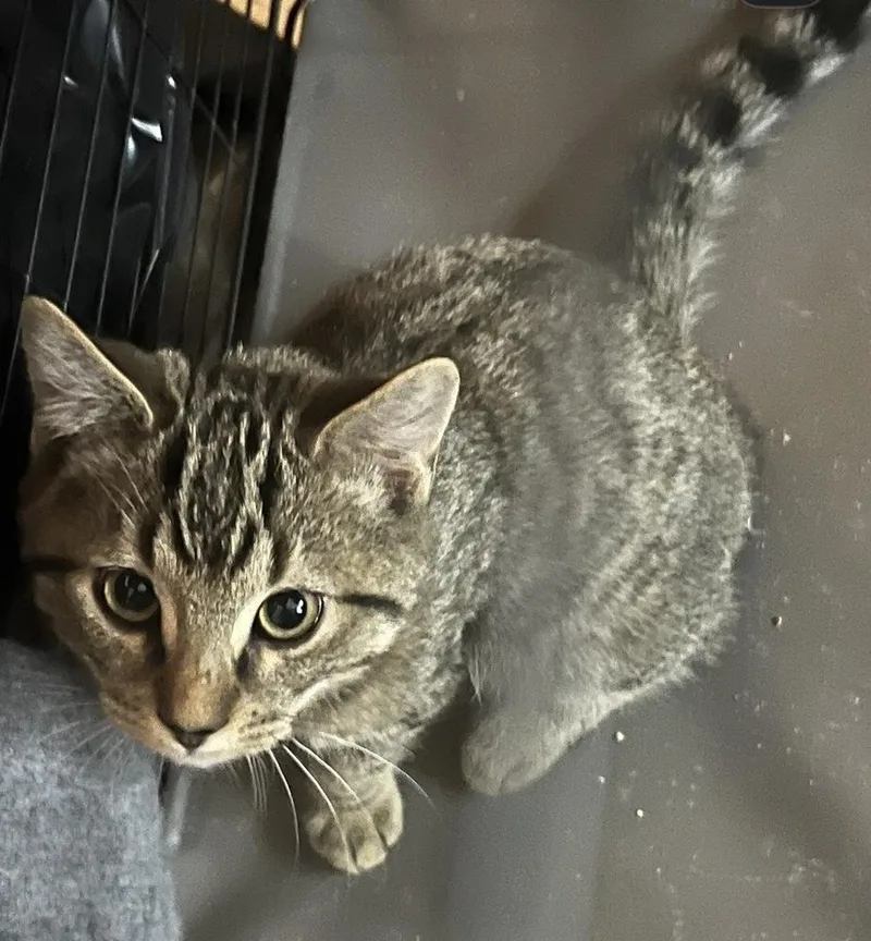 Stone Cold Steve Austin thumbnail 4